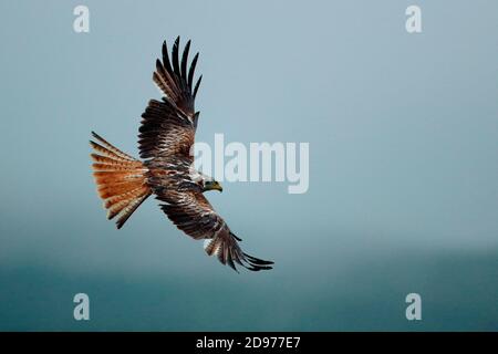 Red Kite (Milvus milvus) in flight, England
