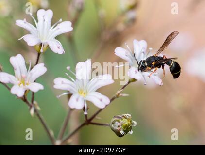 Mason wasp (Leptochilus regulus) on Baby's breath (Gypsophila sp), Vosges du Nord Regional Natural Park, France Stock Photo