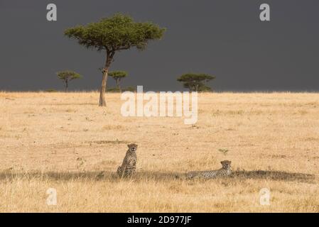 Cheetahs (Acinonyx jubatus) in the savannah, Serengeti Park, Tanzania Stock Photo