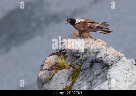 Bearded Vulture (Gypaetus barbatus), side view of a juvenile perched on a rock, Trentino-Alto Adige, Italy Stock Photo