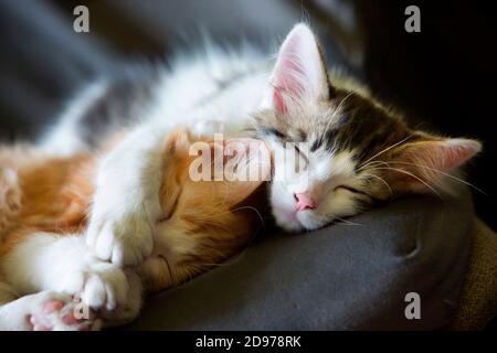Two sleeping kittens on a chair in the sun, Haut Rhin, France Stock Photo