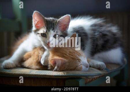 Two sleeping kittens on a chair in the sun, Haut Rhin, France Stock Photo