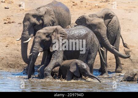 African Bush Elephant (Loxodonta africana), a herd taking a bath, Mpumalanga, South Africa