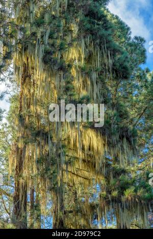 Old Man's Beard (Usnea barbata) on pine trees in Tenerife. These lichens grow abundantly on trees growing at sea level of clouds linked to the trade w Stock Photo