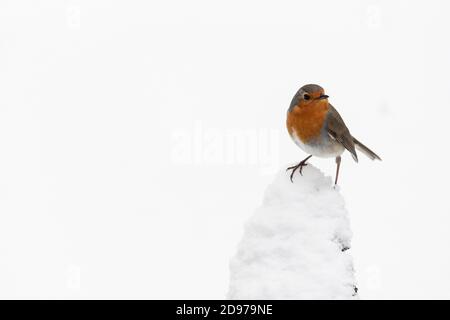 European Robin (Erithacus rubecula) in the snow in winter, Moselle, France Stock Photo