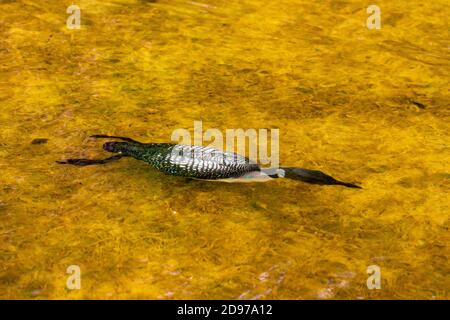 Common Loon (Gavia immer), on a lake, diving underwater, Michigan, USA Stock Photo