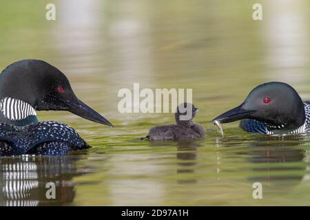 Common Loon (Gavia immer), on a lake, parents with a baby, feeding with a small fish, Michigan,