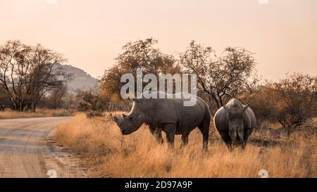 Two Southern white rhinoceros (Ceratotherium simum simum) crossing safari road in Kruger National park, South Africa