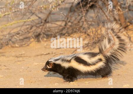 Striped polecat or African Polecat (Ictonyx striatus), captive, Private reserve, Namibia