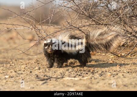 Striped polecat or African Polecat (Ictonyx striatus), captive, Private reserve, Namibia
