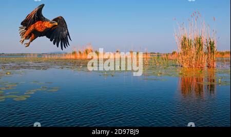 White-tailed eagle (Haliaeetus albicilla) in flight, Danube Delta, Romania Stock Photo