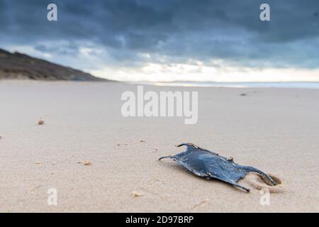 Skate egg capsule on a beach in winter, Opal Coast, France Stock Photo