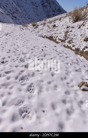 Snow leopard or ounce (Panthera uncia), tracks in the snow, Altai mountains, West Mongolia, Mongolia