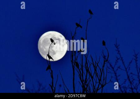 Carrion crows (Corvus corone corone) against the light on background of full moon, France Stock Photo