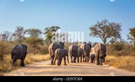 African bush elephant (Loxodonta africana) family walking rear view on safari road in Kruger National park, South Africa Stock Photo