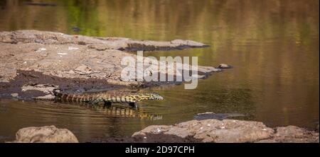 Nile monitor (Varanus niloticus) walking in water with reflection in Kruger National park, South Africa