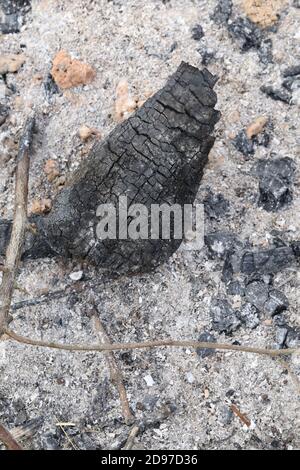 Burnt wood from extinguished, burnt out bonfire. Textures, patterns, stress markings remain. Shades of grey to black, carbon, ash, ashes resulting. Stock Photo