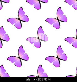 seamless pattern of colored butterflies isolated on white background Stock Photo