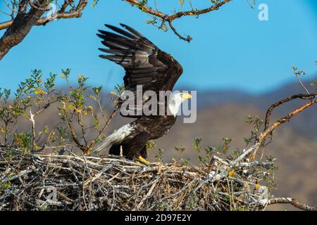 Bald eagle (Haliaeetus leucocephalus) Adult eagle and chick on nest BCS Mexico. Stock Photo