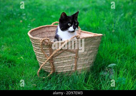 Black and white kitten sitting in a basket Stock Photo