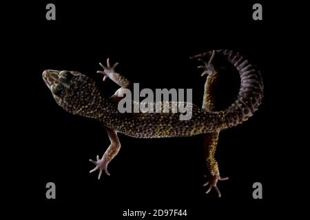 Leopard gecko (Eublepharis macularius) on black background. Photography in studio. Stock Photo