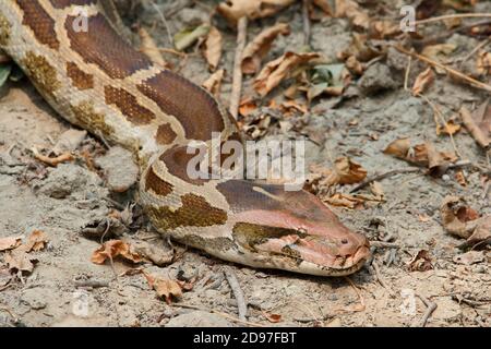 Indian Python (Python molurus) sun-warming adult, snake about 4m long hidden in the bush, Northwest India Stock Photo