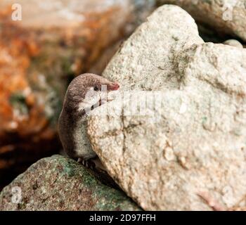 Eurasian water shrew (Neomys fodiens), Water Shrews, Shrew, Shrews