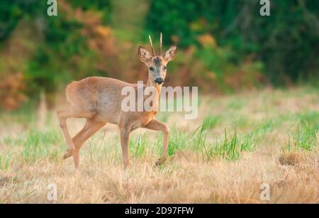 Roe Deer (Capreolus capreolus), buck in a meadow in the countryside, Brittany, France Stock Photo
