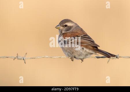 Cape Sparrow (Passer melanurus), adult female perched on a barbed wire, Western Cape, South Africa Stock Photo