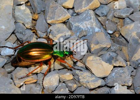 Ground beetle (Carabus auratus) on rocks