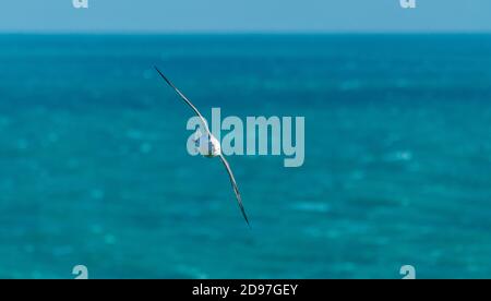 Northern Fulmar (Fulmarus glacialis), flying over the colony of Cap Frehel with the rough sea in the background, Brittany, France Stock Photo
