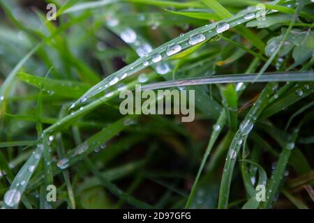 Raindrops on Grass Stock Photo