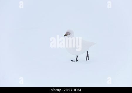 Snowy Sheathbill (Chionis albus), Hydrurga rocks, Antarctic Peninsula Stock Photo