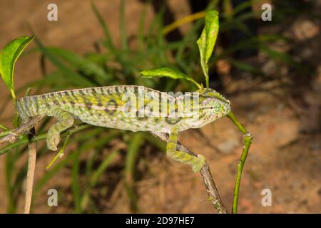 Male Carpet Chameleon (Furcifer lateralis), Madagsacar Stock Photo