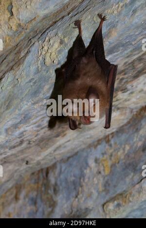 Lesser horseshoe bat (Rhinolophus hipposideros) hanging, France