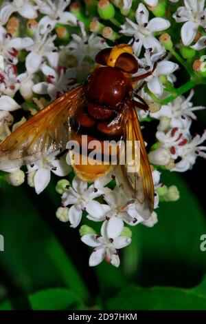 Hornet Mimic Hoverfly (Volucella zonaria) on flowers, France Stock Photo
