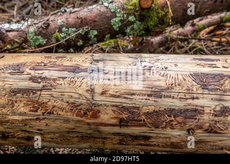 Traces of bark beetle on a spruce trunk in summer, Vosges, France Stock Photo