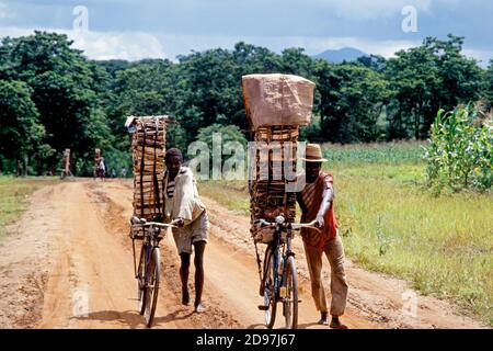 Malawi: Log merchants cut firewood and take them on their bicycles to markets in Lilongwe/Malawi Stock Photo