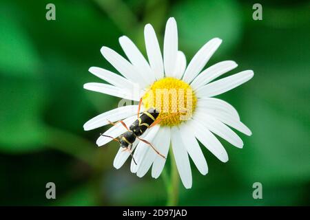 Wasp Beetle (Clytus arietis) on a daisy, Alsace, France