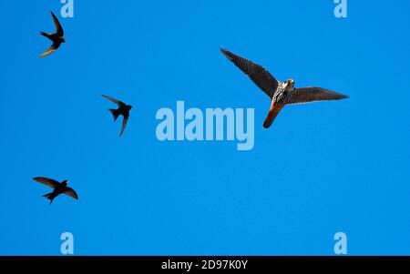Hobby falcon (Falco subbuteo) hoofed by Common Swift (Apus apus) in flight, Parc naturel regional des Vosges du Nord, France