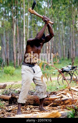 Malawi: Log merchants cut firewood and take them to markets in Lilongwe/Malawi Stock Photo