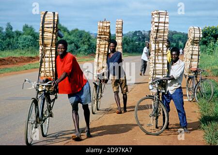 Malawi: Log merchants cut firewood and take them on their bicycles to markets in Lilongwe/Malawi Stock Photo