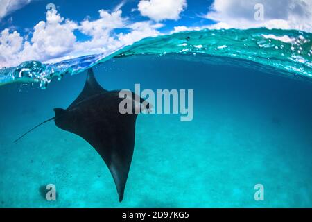 Reef Manta Ray, Manta alfredi, Vulnerable, descending from surface ...