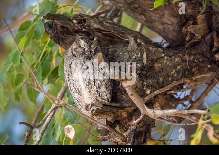 African Scops-Owl (Otus senegalensis) resting in a tree in Kruger National park, South Africa