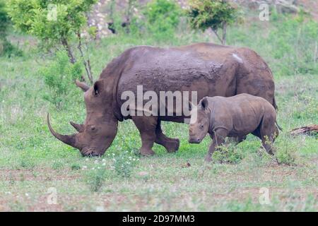 White Rhinoceros (Ceratotherium simum), adult female with a calf, Mpumalanga, South Africa