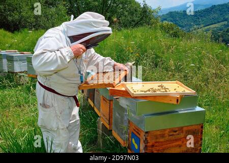 Beekeeper looking for the queen using a magnifying glass. Buckfast Bees, Lacarry, La Soule, Basque Country, France Stock Photo