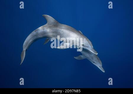 Indian Ocean bottlenose dolphin (Tursiops aduncus) in the lagoon, Mayotte