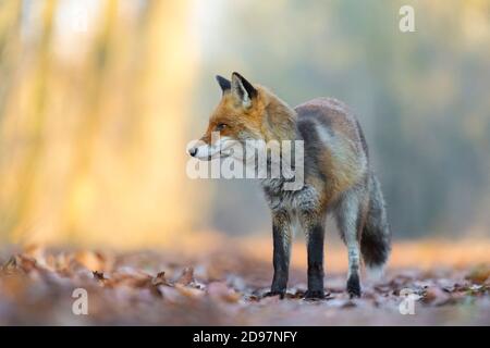 Red fox on path, Vulpes vulpes, Hesse, Germany, Europe Stock Photo