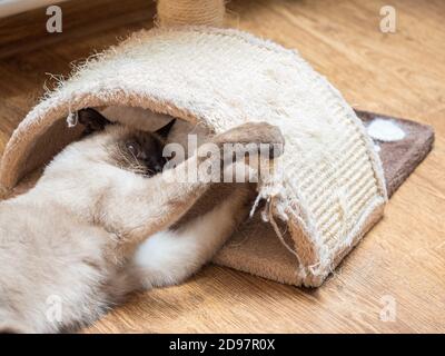 Siamese cat playing near sisal cat scratching at home Stock Photo