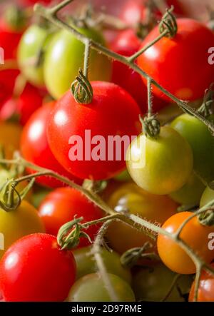 Close up of fresh red and green tomatoes still on the vine from ripe to unripened. Salad fruit isolated. Stock Photo